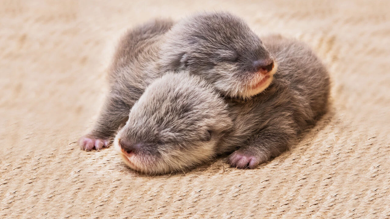 Phim Động vật bé cưng trên camera - Baby Animal Cam (2023)