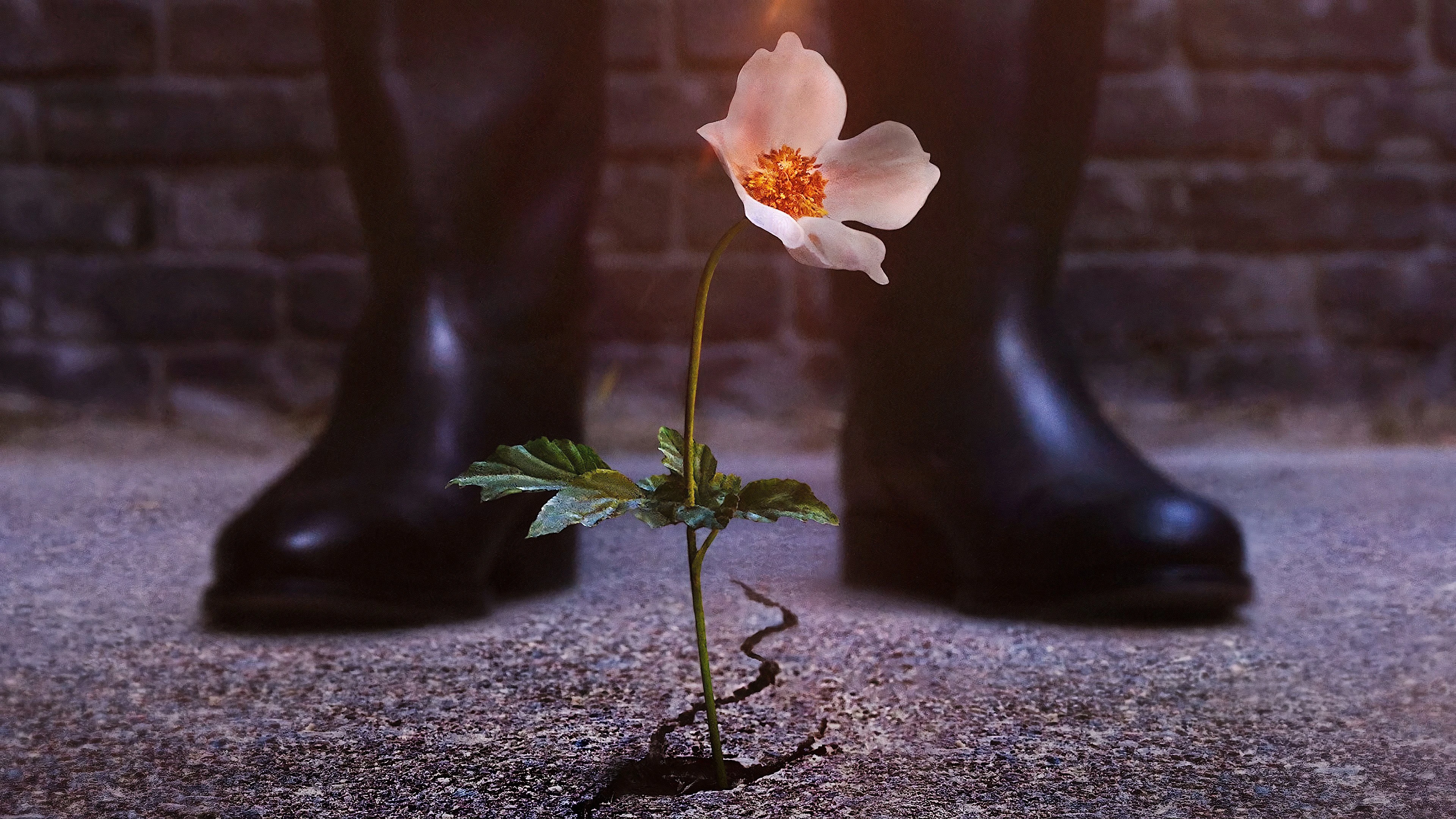 Phim Thế Giới Của Phát Xít (Phần 2) - The Man in the High Castle (Season 2) (2016)